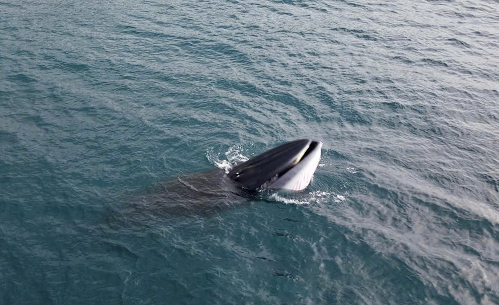 Whale spotted hunting off Binh Dinh coast again